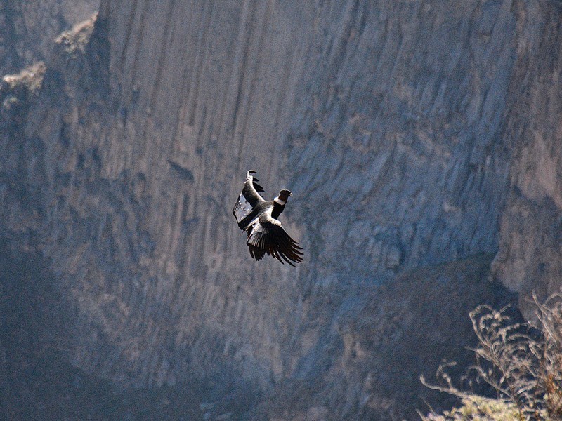 TREKKING 3D/2N- CAÑON DEL COLCA