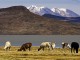 TOUR A LA RESERVA NACIONAL DE SALINAS Y AGUADA BLANCA